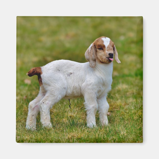 Neuborn Boer Goat Kid Magnet (Vorne)