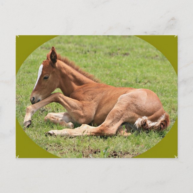Neuborn Colt Postkarte (Vorderseite)