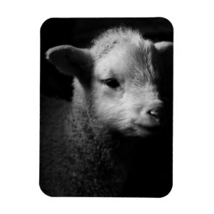 Neuborn Lamb Magnet