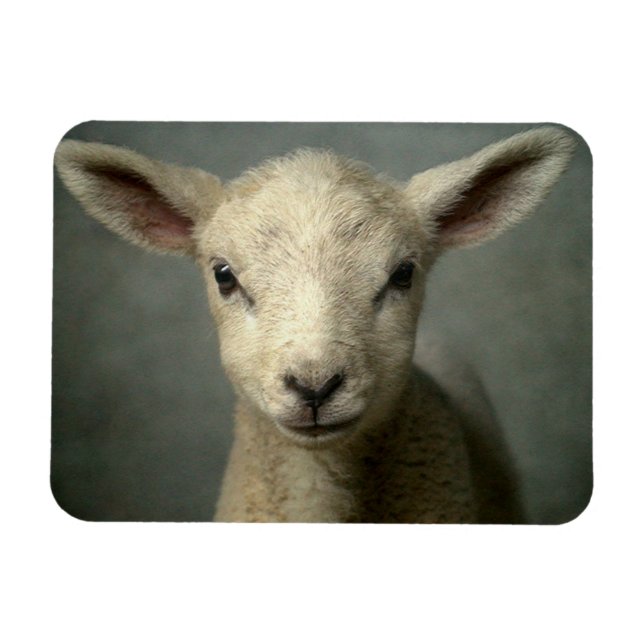 Neuborn Lamb Magnet (Horizontal)