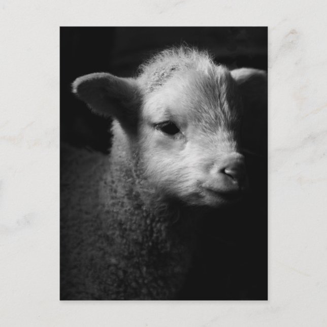 Neuborn Lamb Postkarte (Vorderseite)