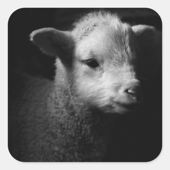 Neuborn Lamb Quadratischer Aufkleber (Vorderseite)