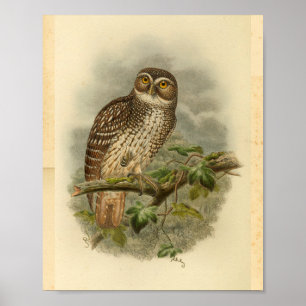 Neubritannien-Sperbereule-Vogel-Farbdruck im Vinta Poster