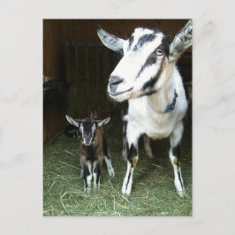 Neue Dosierung mit Mama Ziege Postkarte