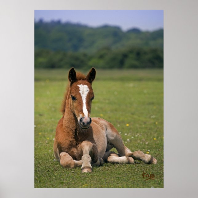 Neue Forest Forest Print Poster (Vorne)