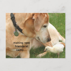 Neue Freunde im Lager Postkarte