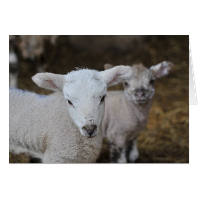 Neue geborene Lämmer (Vorderseite (Horizontal))