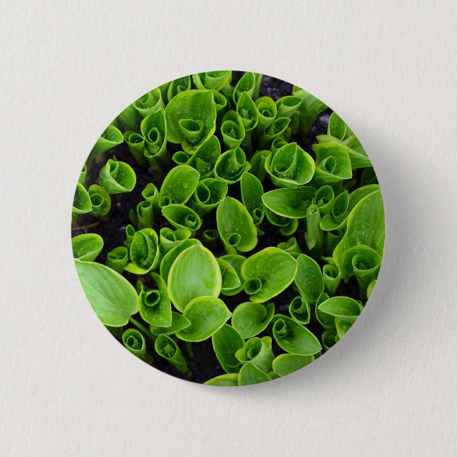 Neue grüne Hosta-Pflanzen im Garten Button (Vorderseite)