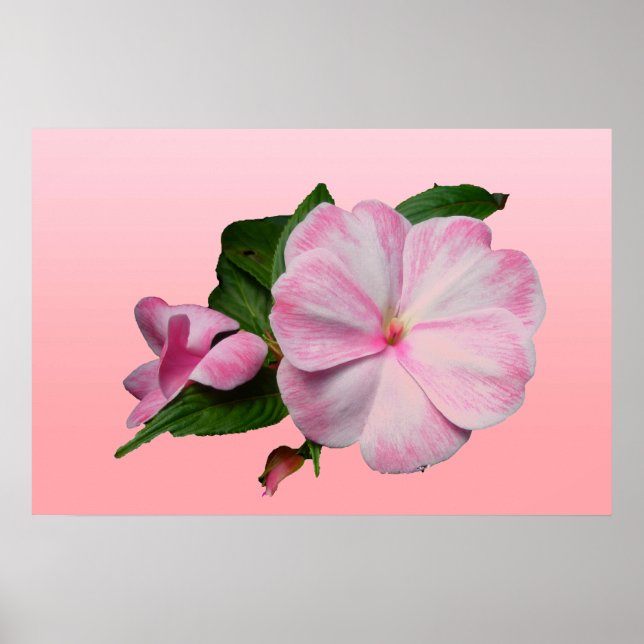 Neue Guinea Impatiens Pink & White Poster (Vorne)