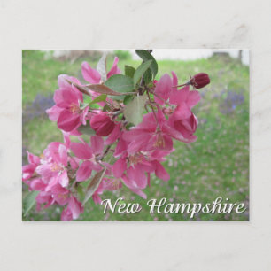 Neue Hampshire-Krabbenblüten Postkarte