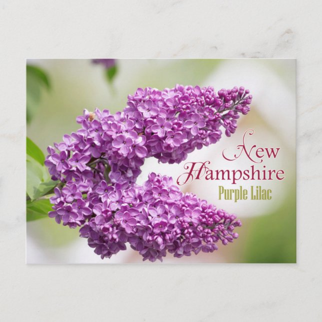 Neue Hampshire Staat Blume: Lila Lilac Postkarte (Vorderseite)