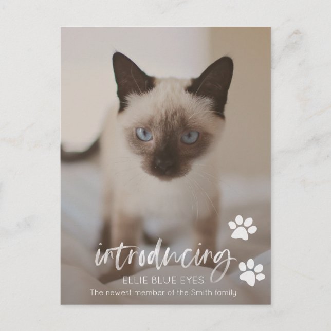 Neue Kätzchen- oder Katzen-Ankündigungskarte Postkarte (Vorderseite)
