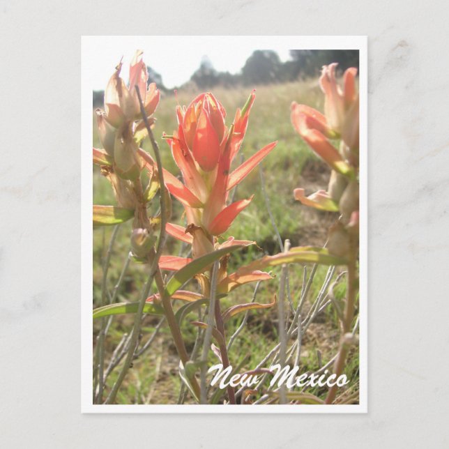 Neue mexikanische Wildblumen Postkarte (Vorderseite)