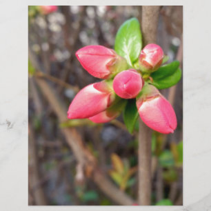 neue rote Knospen