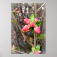 neue rote Knospen