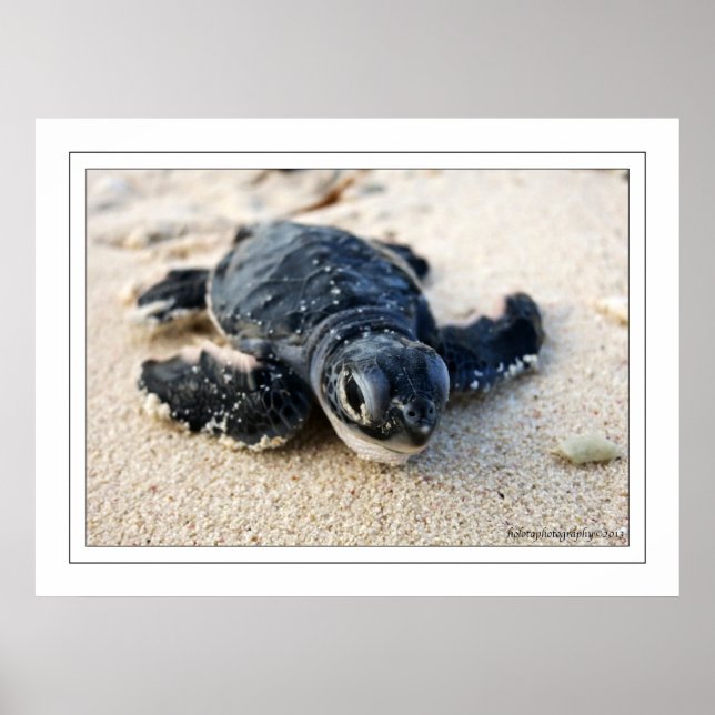 Neue Schildkröte Poster (Vorne)