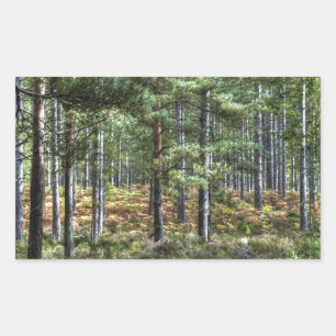 Neue Waldwaldlandschaften Naturlandschaft Rechteckiger Aufkleber