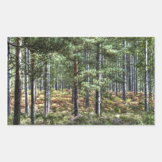 Neue Waldwaldlandschaften Naturlandschaft Rechteckiger Aufkleber (Vorderseite)