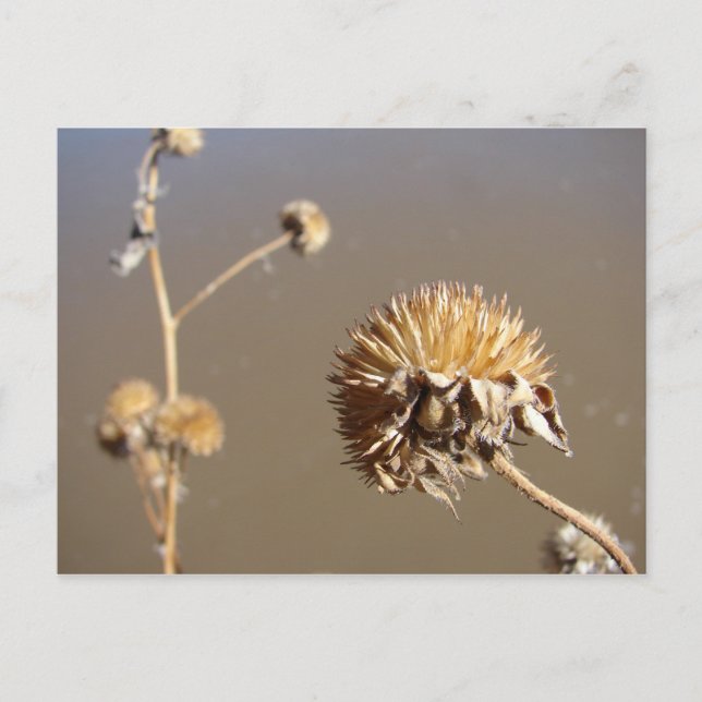 Neue Winter-Blüten in Mexiko Postkarte (Vorderseite)