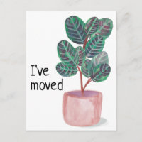 Neue Zuhause-Adresse Calathea Gebet Pflanze Wasser