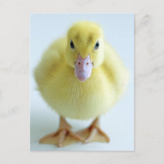 Neuentbeinung Postkarte