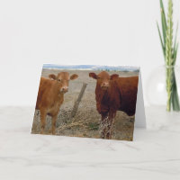 Neuer BabyWrangler - Western-neuer Zusatz zur