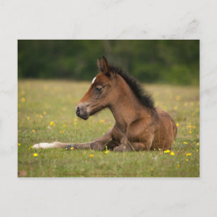 Neuer Fohlen Postkarte