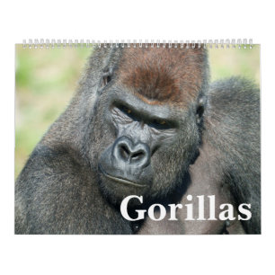 NEUER Gorilla-Kalender 2026 Kalender
