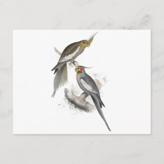 Neuer HollandParrakeet durch Edward Lear Postkarte