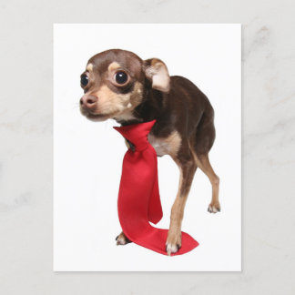 Neuer Job, erster Tag chihuahua Postkarte