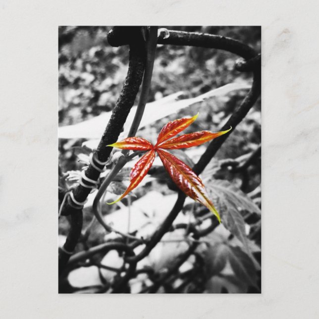 Neues Blatt Postkarte (Vorderseite)