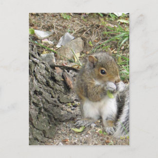 neues Eichhörnchen, das einen leckeren Imbiss geni Postkarte
