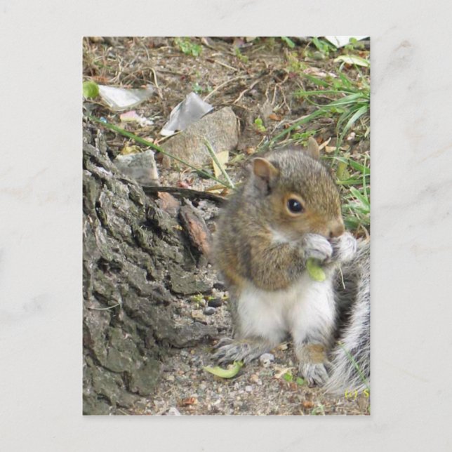 neues Eichhörnchen, das einen leckeren Imbiss geni Postkarte (Vorderseite)