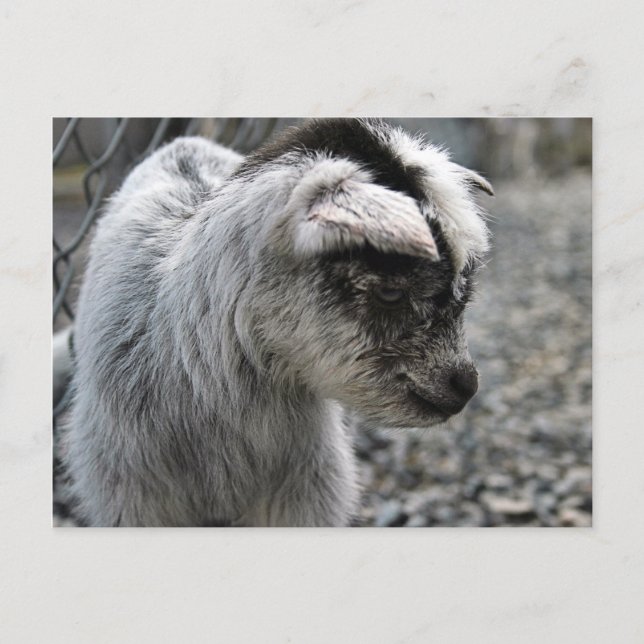 Neues Geboren Postkarte (Vorderseite)