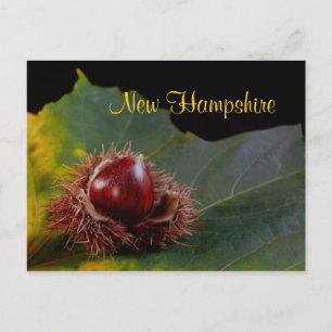 Neues Hampshire, Herbstleaf mit Nut Postcard Postkarte