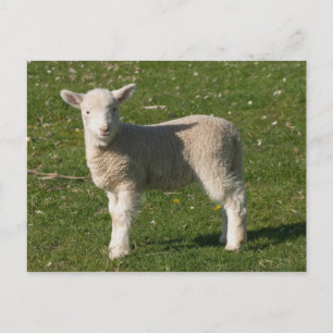 Neues Lamm, nahe Dunedin, Südinsel, Neuseeland Postkarte