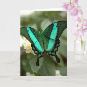 Neues Leben Grüne Butterfly-Fotografie leer Karte