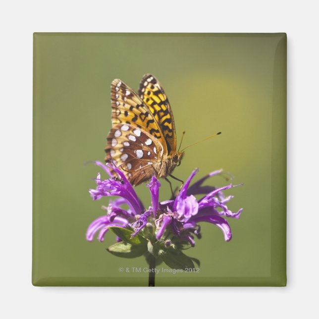 neues Mexiko, USA Magnet (Vorne)