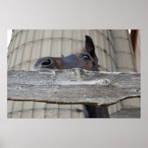 Neues Pferd Poster