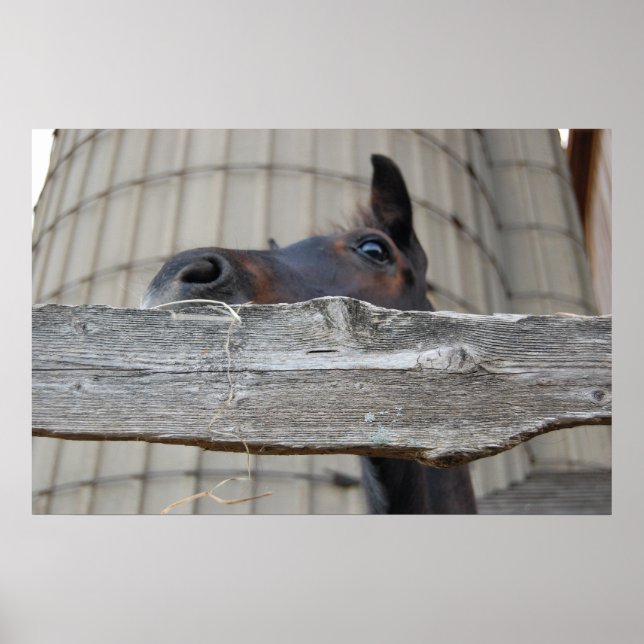 Neues Pferd Poster (Vorne)
