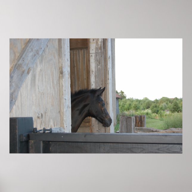 Neues Pferd Poster (Vorne)