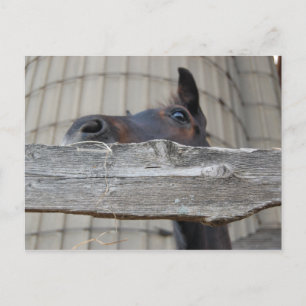 Neues Pferd Postkarte