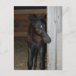 Neues Pony/Pferd Postkarte