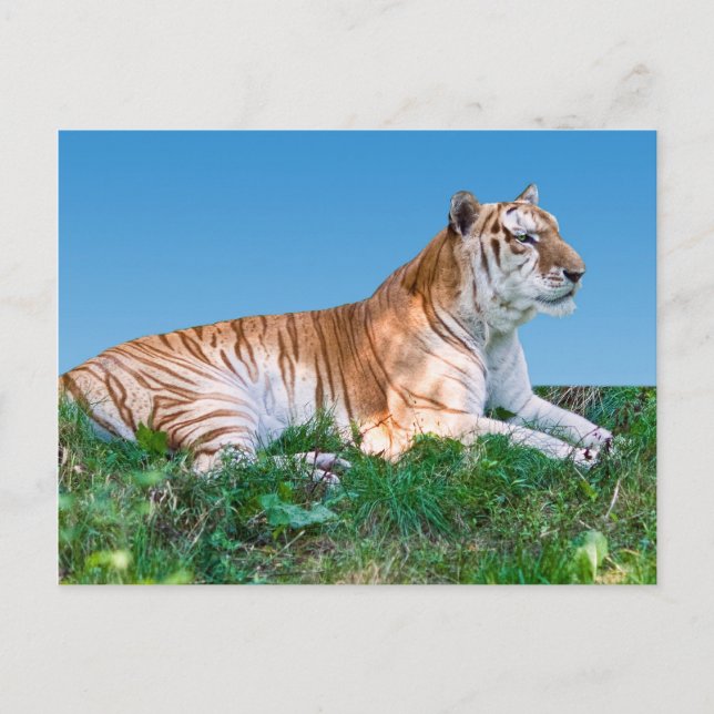 Neufassung der Tiger-Postkarte Postkarte (Vorderseite)