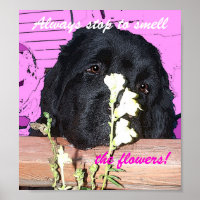 Neufundland Dog Poster Riechen Sie die Türme