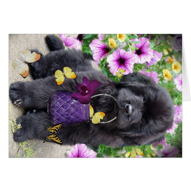 Neufundland ein sonnigen Tag (Vorderseite (Horizontal))