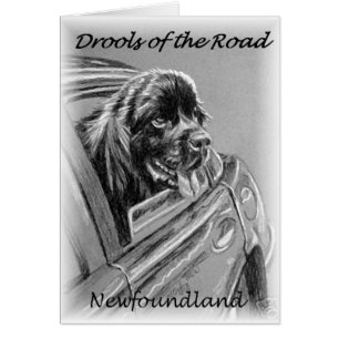 Neufundland "geifert von der Straße "