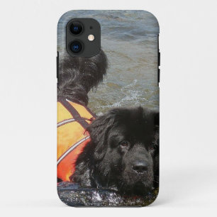 Neufundland-Hund title_seo2