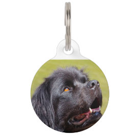 Neufundland Hund. Haustiermarke