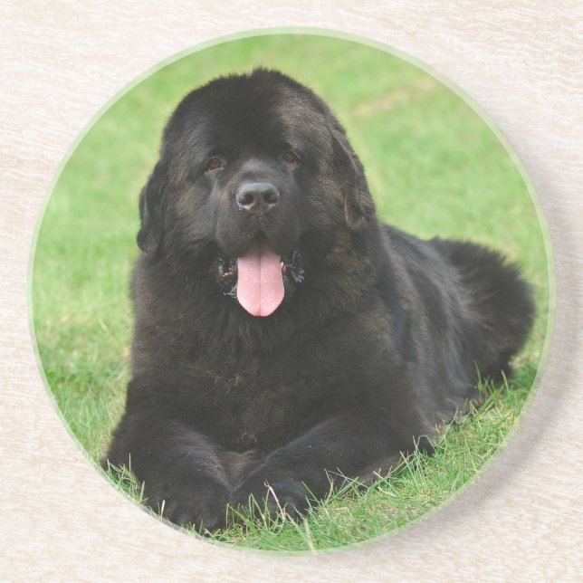 Neufundland-Hund Untersetzer (Vorne)